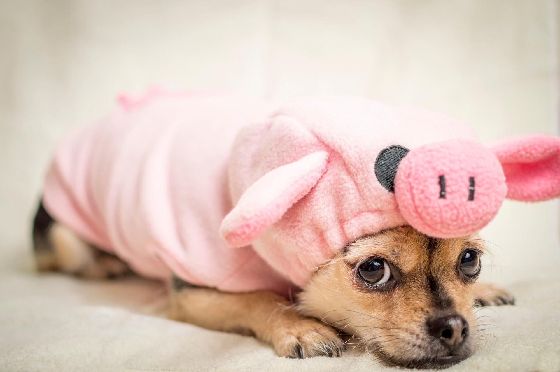 Chihuahua-Mops-Mix im rosa Schweinchenkostüm, Symbol für inneren Schweinehund