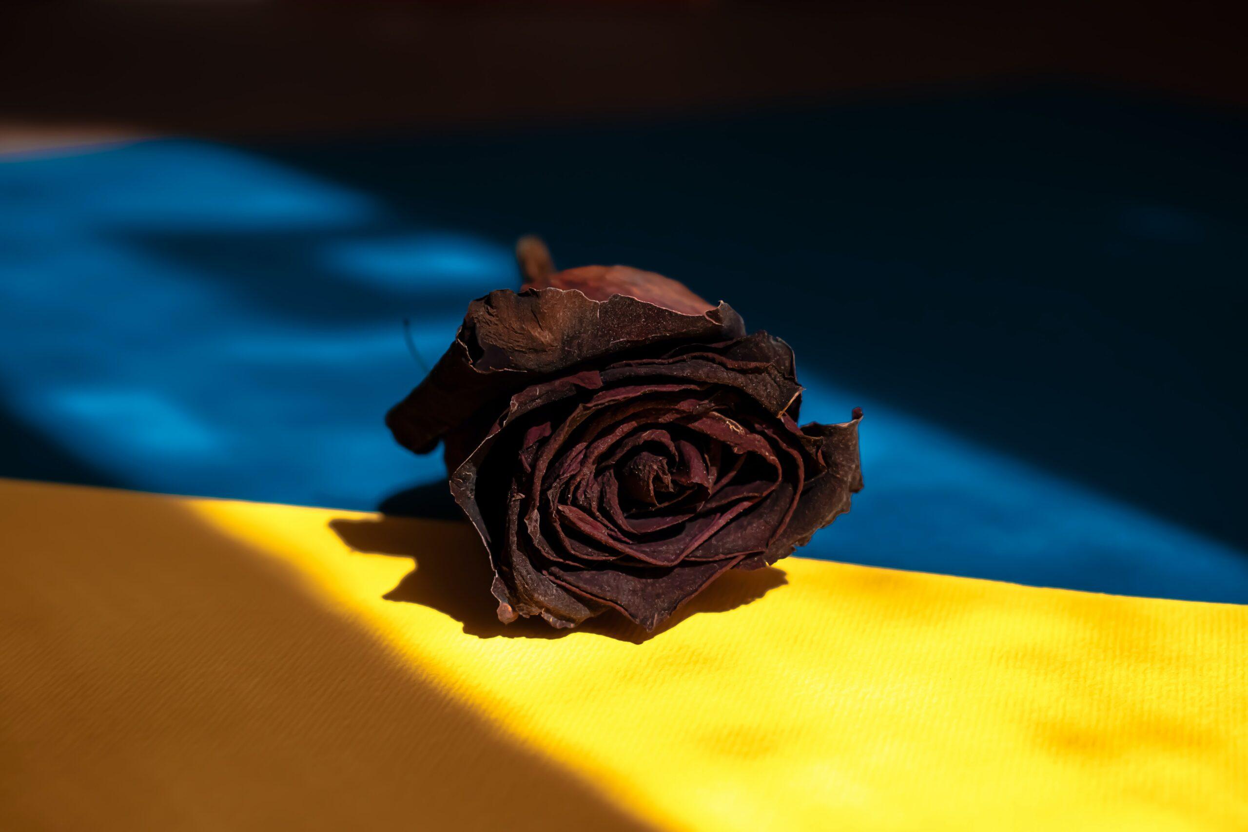 Eine tote Rose auf einer Ukraine Flagge