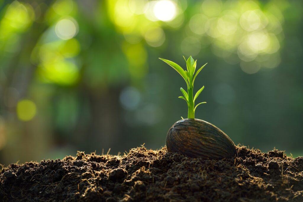 Autoflower Seeds_Ganja Farmer
